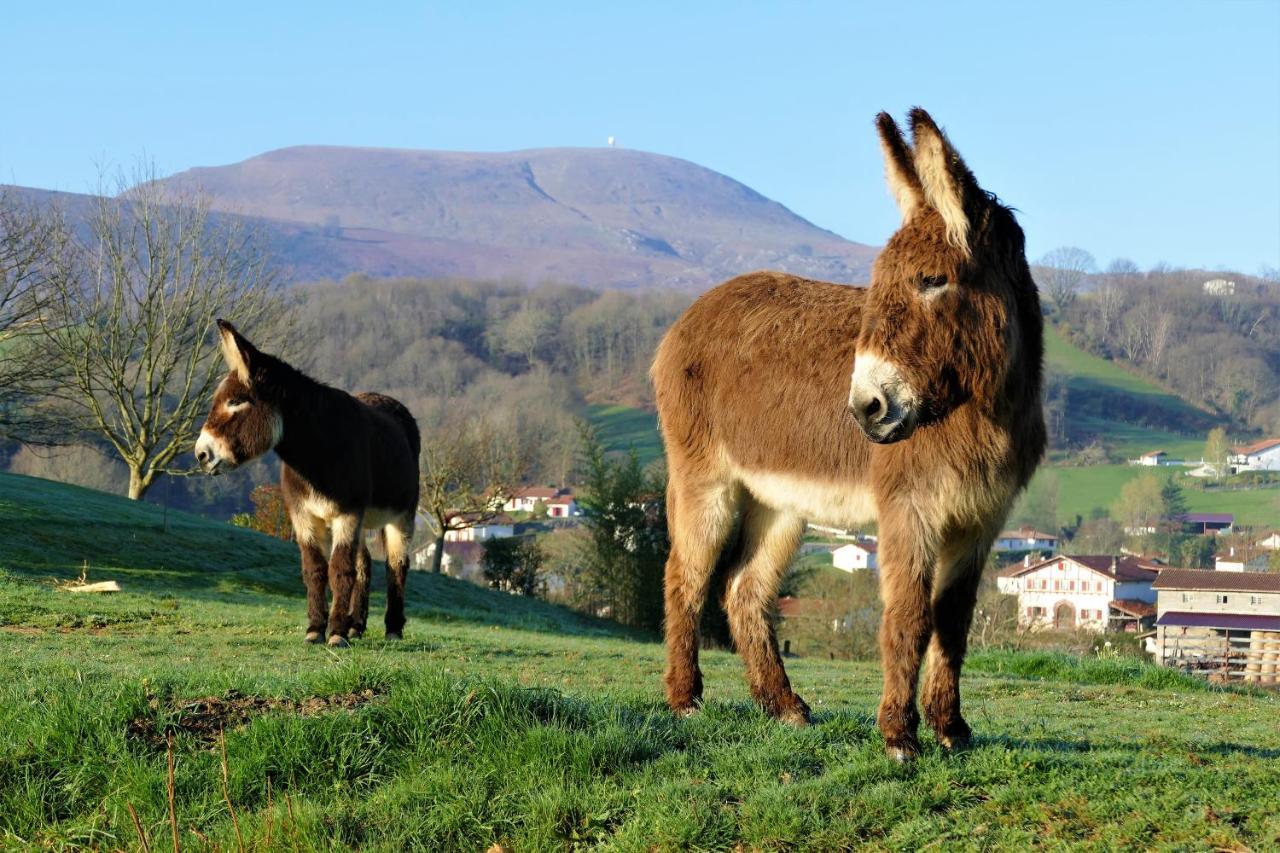 Baskoparadis I Eco-Gites I Calme I Vue I Anes I Jardin I Montagne I Nature Louhossoa Εξωτερικό φωτογραφία