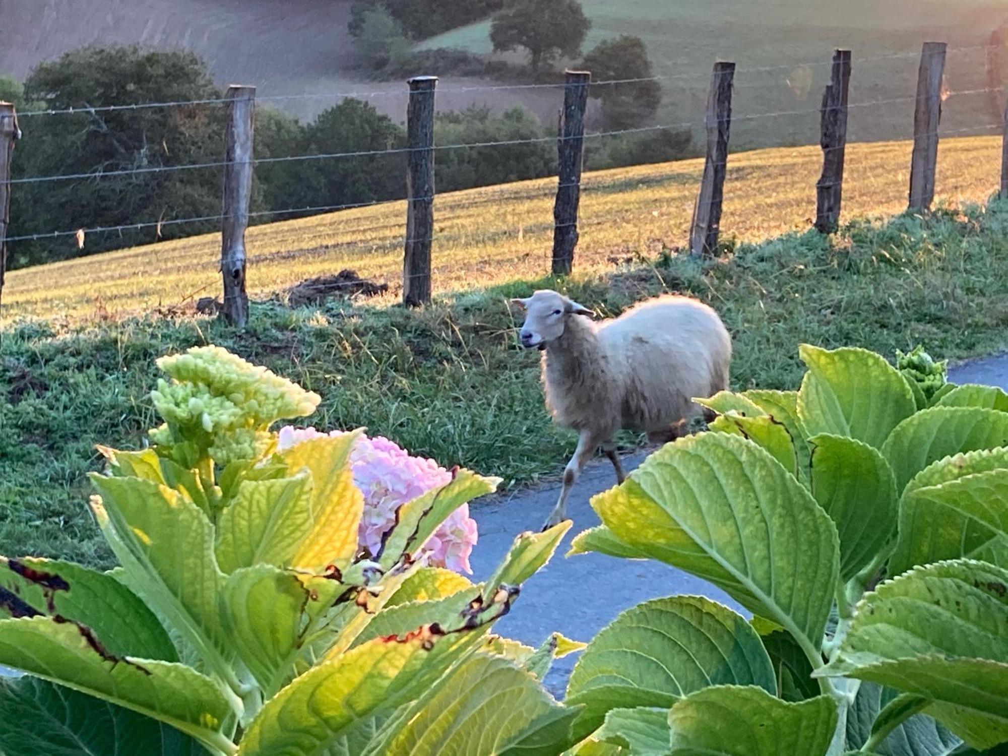 Baskoparadis I Eco-Gites I Calme I Vue I Anes I Jardin I Montagne I Nature Louhossoa Εξωτερικό φωτογραφία